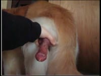 Kinky slut grabs dog dick and jacked it off